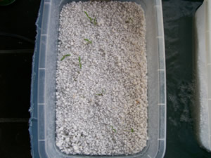 Hydorponic Tomatoes