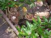 100_0078.JPG