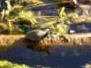 100_0085.JPG