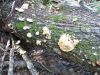 100_0087.JPG